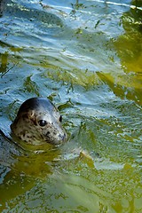 Image showing seal