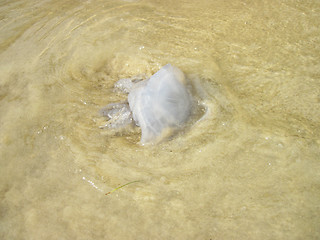 Image showing jellyfish on the beach