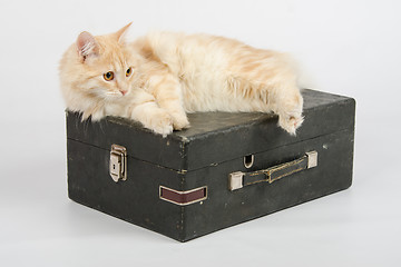Image showing Cat resting on an old suitcase with a gramophone on a white background