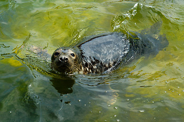 Image showing seal