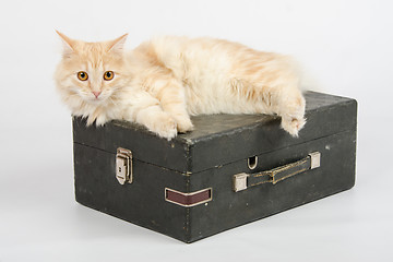 Image showing The cat is lying on an old suitcase with a gramophone on a white background