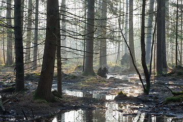 Image showing Coniferous stand of Bialowieza Forest