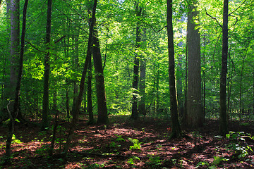 Image showing Shady deciduous stand in summer