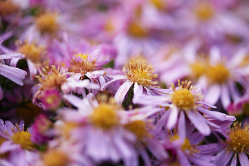 Image showing dhalia purple flower