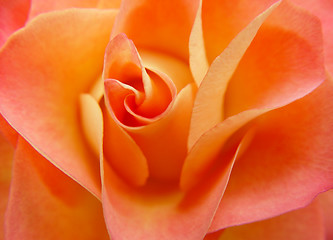 Image showing orange rose