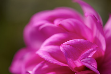 Image showing dhalia purple flower