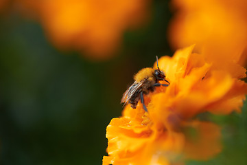 Image showing bee on yellow flower