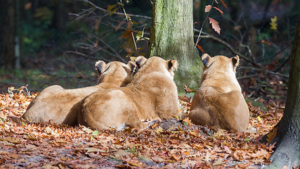 Image showing Three Lionesses enjoying the sun