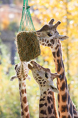 Image showing Three giraffes eating hay 