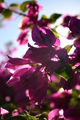 Image showing Purple flowers