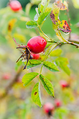 Image showing Raindrops on the hips   berries