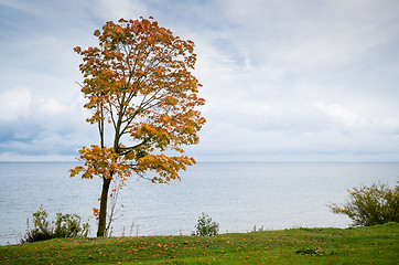 Image showing Maple with fallen down leaves on seacoast