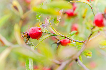 Image showing Raindrops on the hips   berries