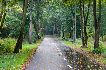 Image showing Alley with fallen leaves in autumn park