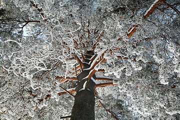 Image showing snowy pine-tree