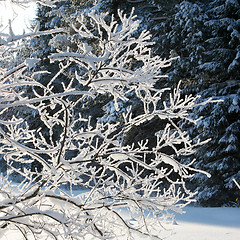 Image showing snowy tree