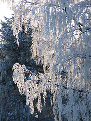 Image showing snowy tree