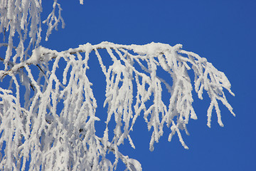 Image showing snowy tree