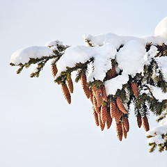 Image showing fir tree, cones, snow, winter.