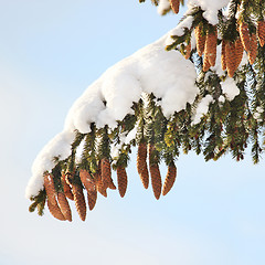 Image showing fir tree, cones, snow, winter.