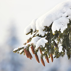 Image showing fir tree, cones, snow, winter.