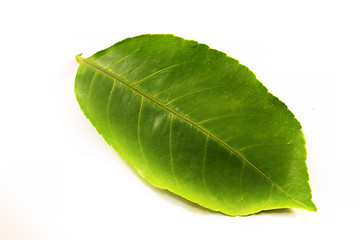 Image showing Green leaf photographed 