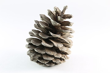 Image showing cones of coniferous trees 