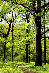 Image showing beautiful trees photographed