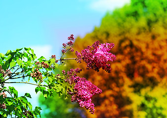 Image showing Beautiful lilac flowers  