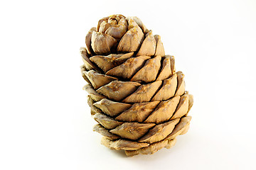 Image showing cones of coniferous trees 