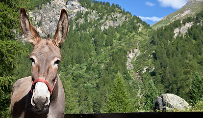 Image showing Donkey close up