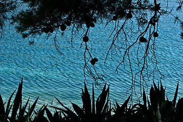 Image showing Trees at the coast line in   Peloponese in Greece