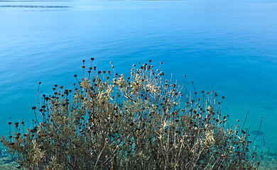 Image showing Trees at the coast line in   Peloponese in Greece