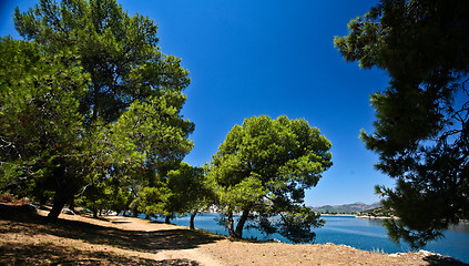 Image showing Trees at the coast line in   Peloponese in Greece