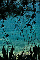 Image showing Trees at the coast line in   Peloponese in Greece