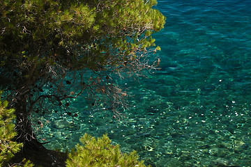 Image showing Trees at the coast line in   Peloponese in Greece