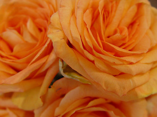 Image showing bunch of orange roses