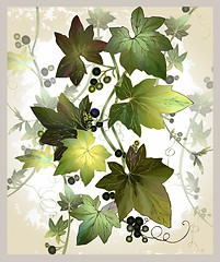 Image showing Vintage postcard with ivy and berries. Illustration the curling 