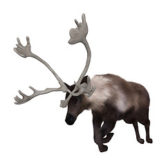 Image showing Caribou