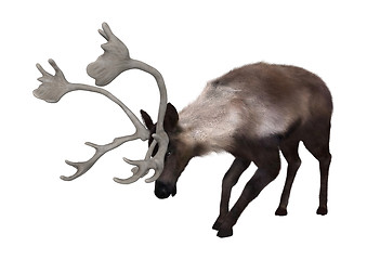 Image showing Caribou