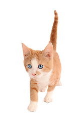 Image showing White and Orange Kitten