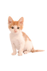 Image showing Orange and White Kitten