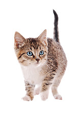 Image showing Tabby and white kitten