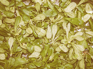 Image showing Retro looking Green salad vegetables