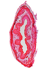 Image showing Epithelium micrograph