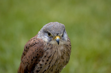 Image showing kestrel