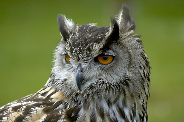 Image showing eagle owl