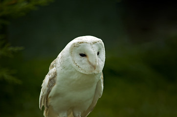 Image showing snowy owl