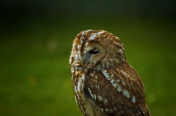 Image showing tawny owl