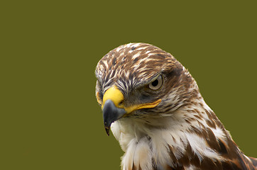 Image showing Hawk